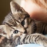 （分類：）位於 。 由 earningsformeowcans 提交（商品編號 1368927225，圖片 1）。簡介： 。