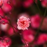 （分類：）位於 。 由 maxmakmm322 提交（商品編號 1382682708，圖片 1）。簡介： 。