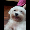 (Category: ) located in . Submitted by vince.tan63 (Listing ID 1336107970, Image 1). Description: .