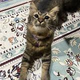 (Category: ) located in . Submitted by nasuha0148 (Listing ID 1379509679, Image 1). Description: .