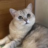(分類:)位於 。 由 Phoonmeow 提交(商品編號 1384989115,圖片 1)。簡介: 。