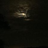 (Category: ) located in . Submitted by mugcowgreen (Listing ID 1070887634, Image 1). Description: .