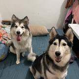 (Category: ) located in . Submitted by cheetuai (Listing ID 1461443557, Image 1). Description: .