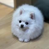 （分類：）位於 。 由 edmondchancw 提交（商品編號 1246950470，圖片 1）。簡介： 。