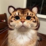 (Category: ) located in . Submitted by kelvinhtetkyaw (Listing ID 1336367801, Image 1). Description: .
