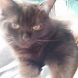 (Category: ) located in . Submitted by myjojojerry (Listing ID 1309920699, Image 1). Description: .