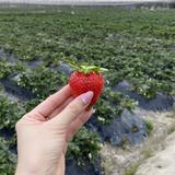 （分類：）位於 。 由 berriesw 提交（商品編號 1381623621，圖片 1）。簡介： 。