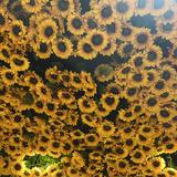 (Category: ) located in . Submitted by RR2022 (Listing ID 138814786, Image 1). Description: .