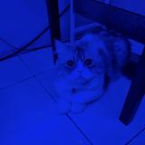 (Category: ) located in . Submitted by huntervergara (Listing ID 1367487707, Image 1). Description: .