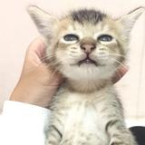 (Kategori: ) berada di . Dikirim oleh ravanyaa (ID iklan 1383062548, Gambar 1). Deskripsi: .