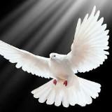 (Category: ) located in . Submitted by Peace.2u (Listing ID 1383588227, Image 1). Description: .