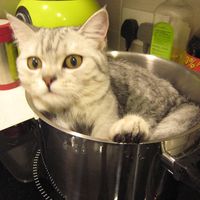 （分類：）位於 。 由 susue-92019 提交（商品編號 1378963567，圖片 1）。簡介： 。