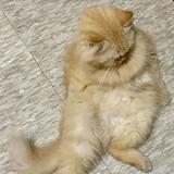(Category: ) located in . Submitted by ninraninra (Listing ID 1382470828, Image 1). Description: .