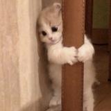 (Category: ) located in . Submitted by bbrghtvc (Listing ID 1385588860, Image 1). Description: .