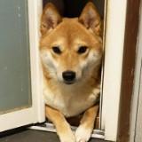 (Category: ) located in . Submitted by kekhock24 (Listing ID 1375686538, Image 1). Description: .