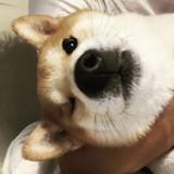 （分類：）位於 。 由 2npg9ryntp 提交（商品編號 1379898893，圖片 1）。簡介： 。