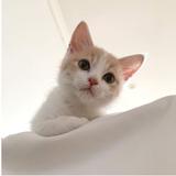 （分類：）位於 。 由 LilyLily 提交（商品編號 1368137045，圖片 1）。簡介： 。