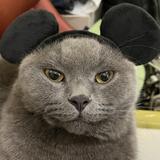 (分類:)位於 。 由 catinnnnng 提交(商品編號 1457343953,圖片 1)。簡介: 。