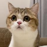 （分類：）位於 。 由 welcometomycollectionnn 提交（商品編號 1331778559，圖片 1）。簡介： 。