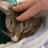 (Category: ) located in . Submitted by realcatlover (Listing ID 1382614942, Image 1). Description: .