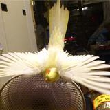 （分類：）位於 。 由 wingwingrose 提交（商品編號 1333600593，圖片 1）。簡介： 。