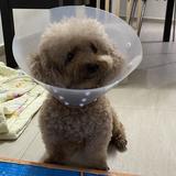 (Category: ) located in . Submitted by xhhxhx (Listing ID 1366533714, Image 1). Description: .