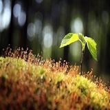 （分類：）位於 。 由 ankkoo 提交（商品編號 1270895638，圖片 1）。簡介： 。