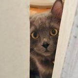 (Category: ) located in . Submitted by katbr (Listing ID 1378256960, Image 1). Description: .