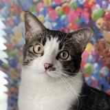 (Category: ) located in . Submitted by catfriends (Listing ID 1338968527, Image 1). Description: .