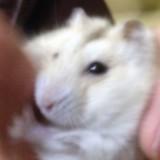 (分類:)位於 。 由 pcoky 提交(商品編號 1174077669,圖片 1)。簡介: 。
