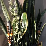 (Category: ) located in . Submitted by carol1638 (Listing ID 1359718095, Image 1). Description: .
