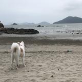 （分類：）位於 。 由 lwchoi2006 提交（商品編號 1384301708，圖片 1）。簡介： 。
