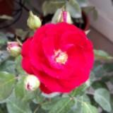 (Category: ) located in . Submitted by patriciatml (Listing ID 1188214542, Image 1). Description: .
