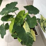 (Category: ) located in . Submitted by homenursery (Listing ID 1385401694, Image 1). Description: .