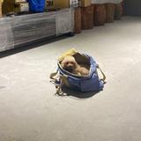 (Category: ) located in . Submitted by pooppie (Listing ID 1372650787, Image 1). Description: .