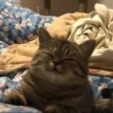 (Category: ) located in . Submitted by asyafii (Listing ID 1338697476, Image 1). Description: .