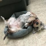 （分類：）位於 。 由 happylife_. 提交（商品編號 1380428991，圖片 1）。簡介： 。