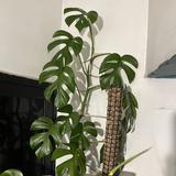 (Category: ) located in . Submitted by underthebed (Listing ID 1384493978, Image 1). Description: .