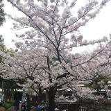 （分類：）位於 。 由 lingwaiken 提交（商品編號 1385332500，圖片 1）。簡介： 。