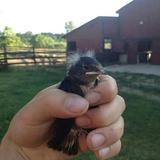 (Category: ) located in . Submitted by BirdieSanders (Listing ID 1364448194, Image 1). Description: .
