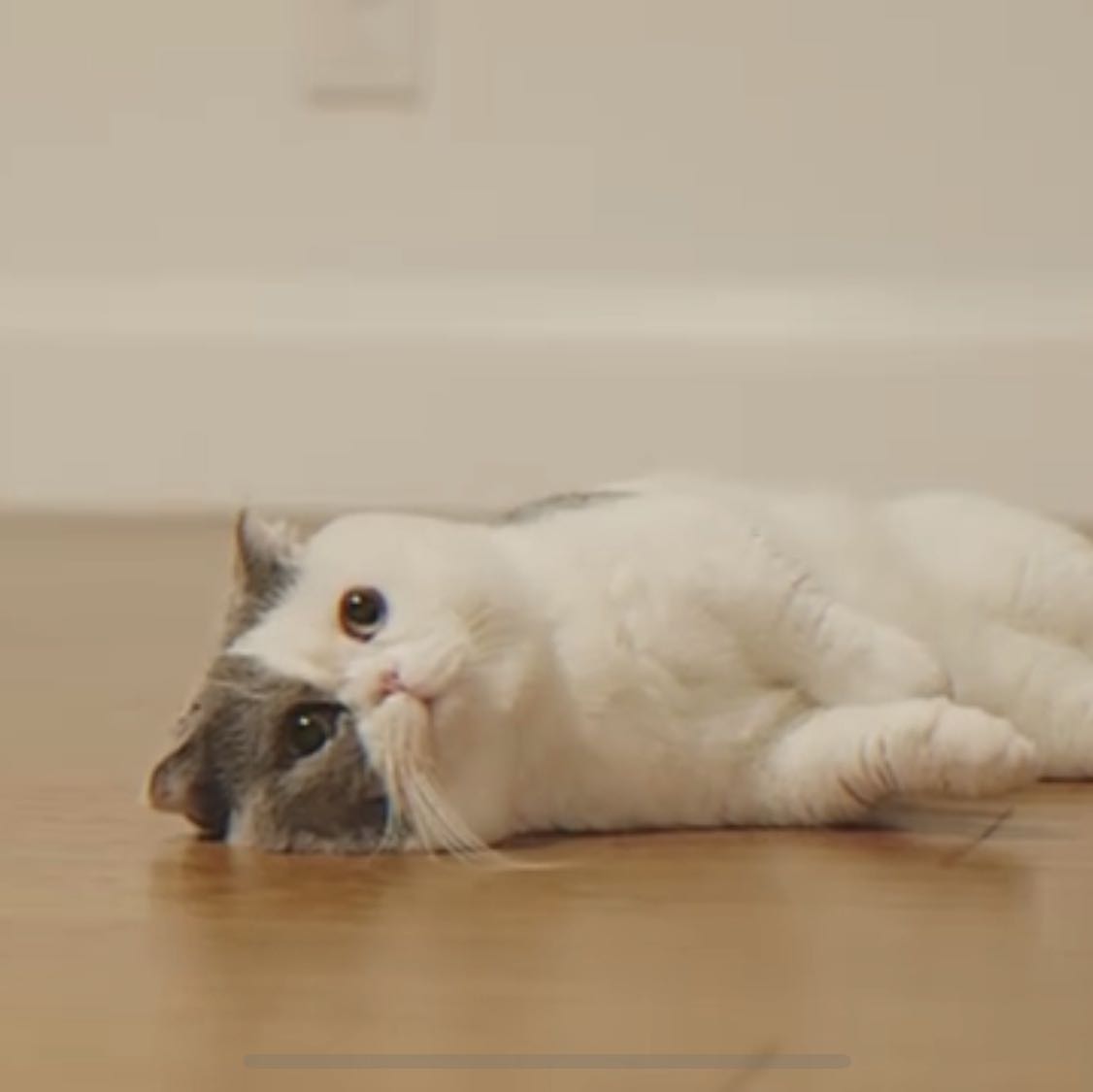 （分類：）位於 。 由 heyiamgigi 提交（商品編號 1363210078，圖片 1）。簡介： 。