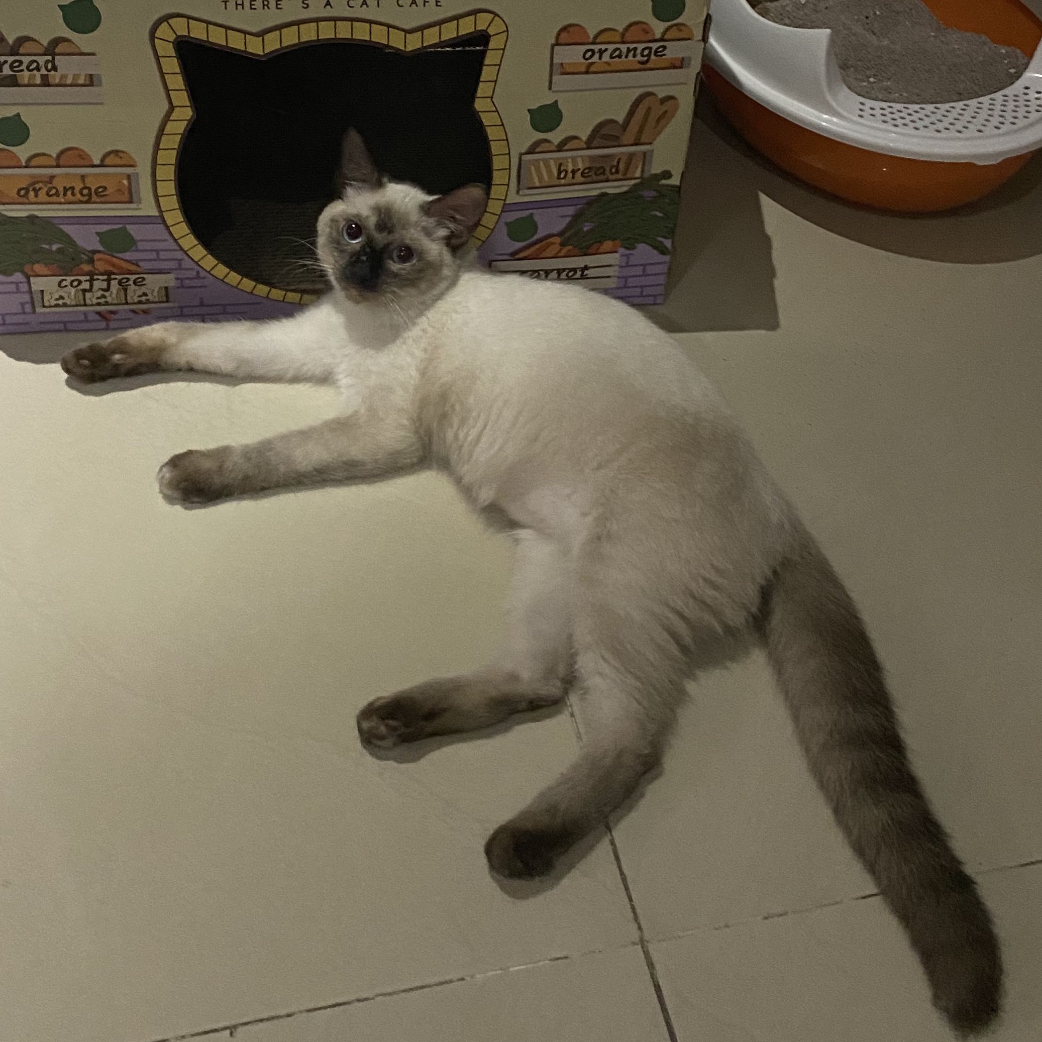 (Kategori: ) berada di . Dikirim oleh stenny_putri3008 (ID iklan 1170002397, Gambar 1). Deskripsi: .