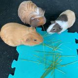 (Category: ) located in . Submitted by penpumprin (Listing ID 1377022396, Image 1). Description: .