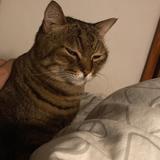 （分類：）位於 。 由 bob234chan 提交（商品編號 1354428891，圖片 1）。簡介： 。