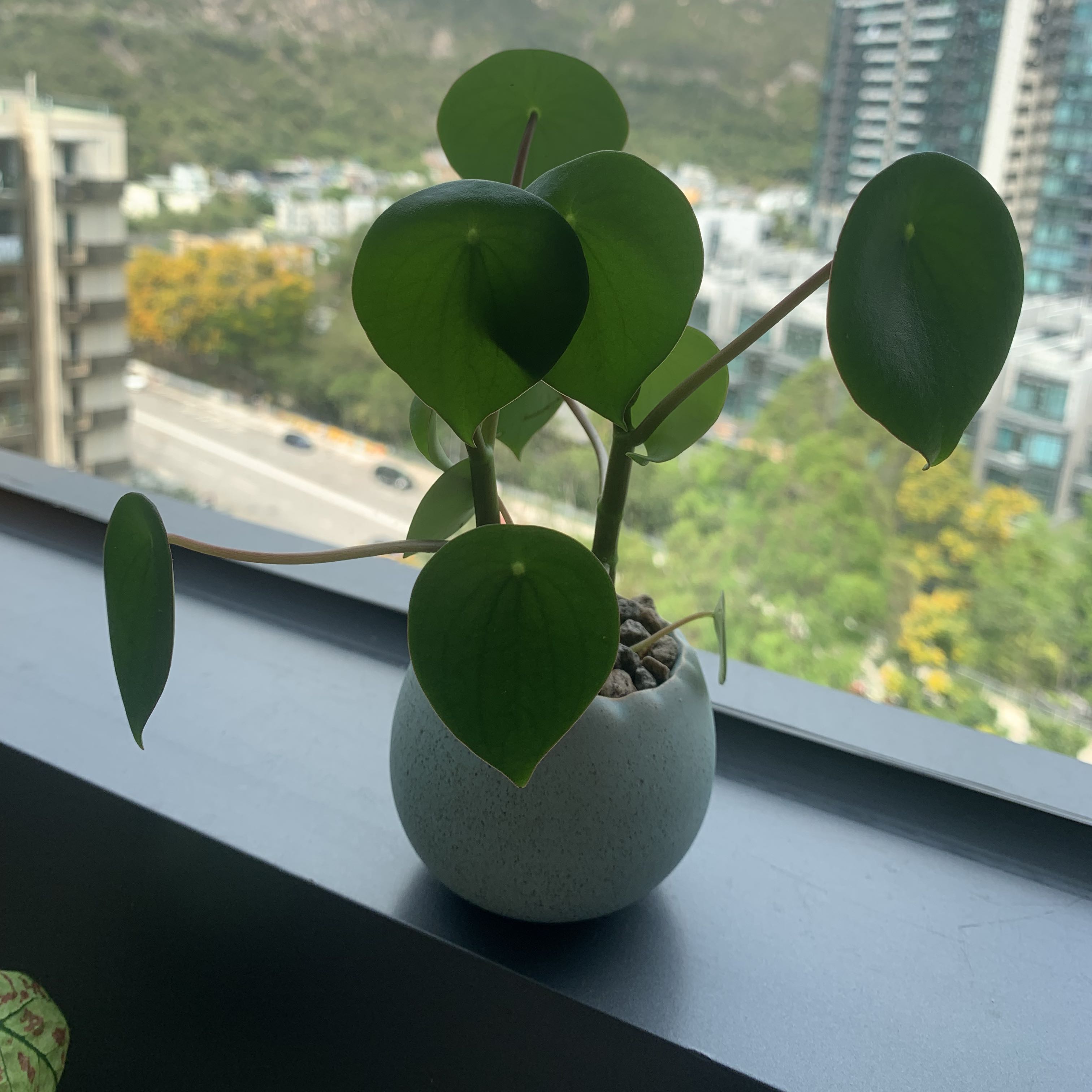 (分類:)位於 。 由 greengirly 提交(商品編號 1368082796,圖片 1)。簡介: 。