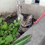 (Category: ) located in . Submitted by cristine83 (Listing ID 1358928735, Image 1). Description: .