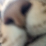 由 ABOTE (刊登 ID 1381373917，圖片 1) 提交，位於 的 (類別：)，說明：。