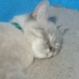 (Category: ) located in . Submitted by ariqh (Listing ID 1381248799, Image 1). Description: .