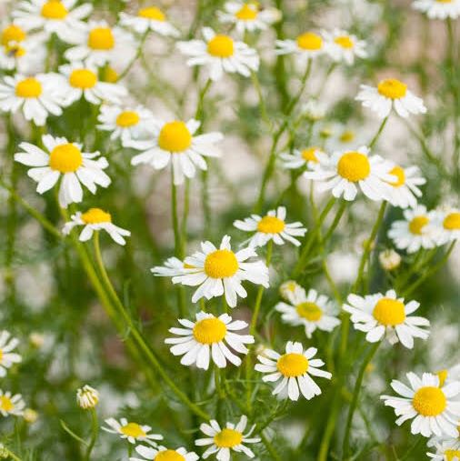 (Category: ) located in . Submitted by hello.spring (Listing ID 1385860021, Image 1). Description: .
