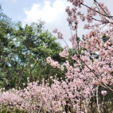 （分類：）位於 。 由 justthepooh830 提交（商品編號 1381648341，圖片 1）。簡介： 。